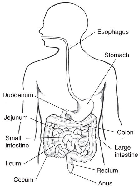 A drawing of the gut