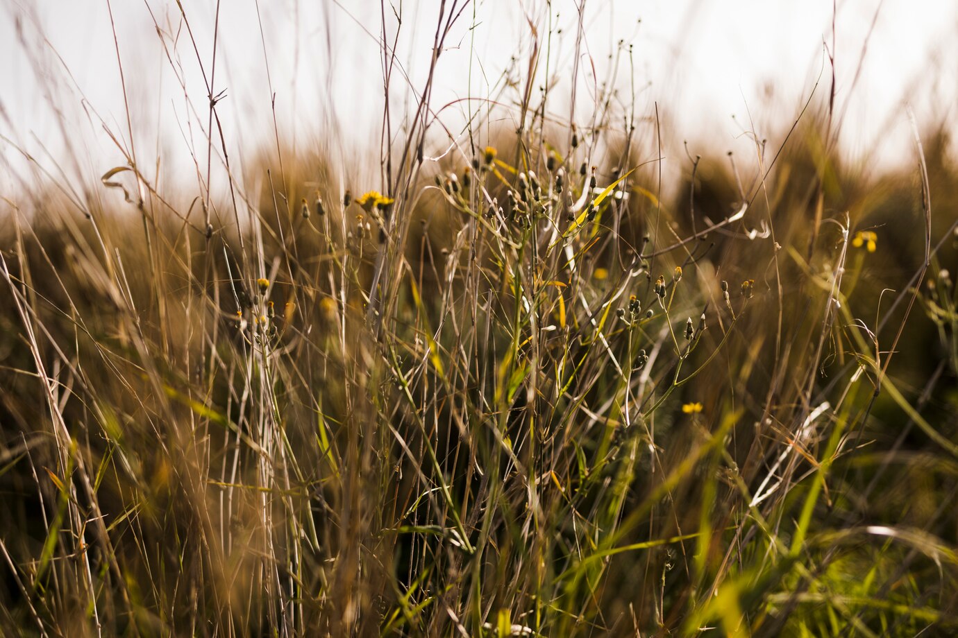 image of a field of weeds